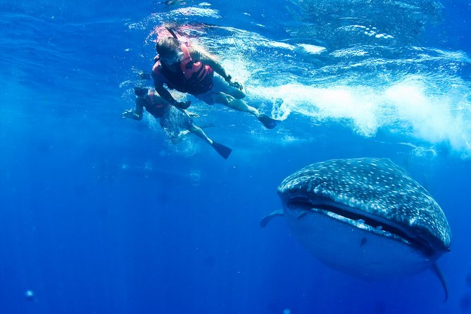 Whale shark tour Cancún